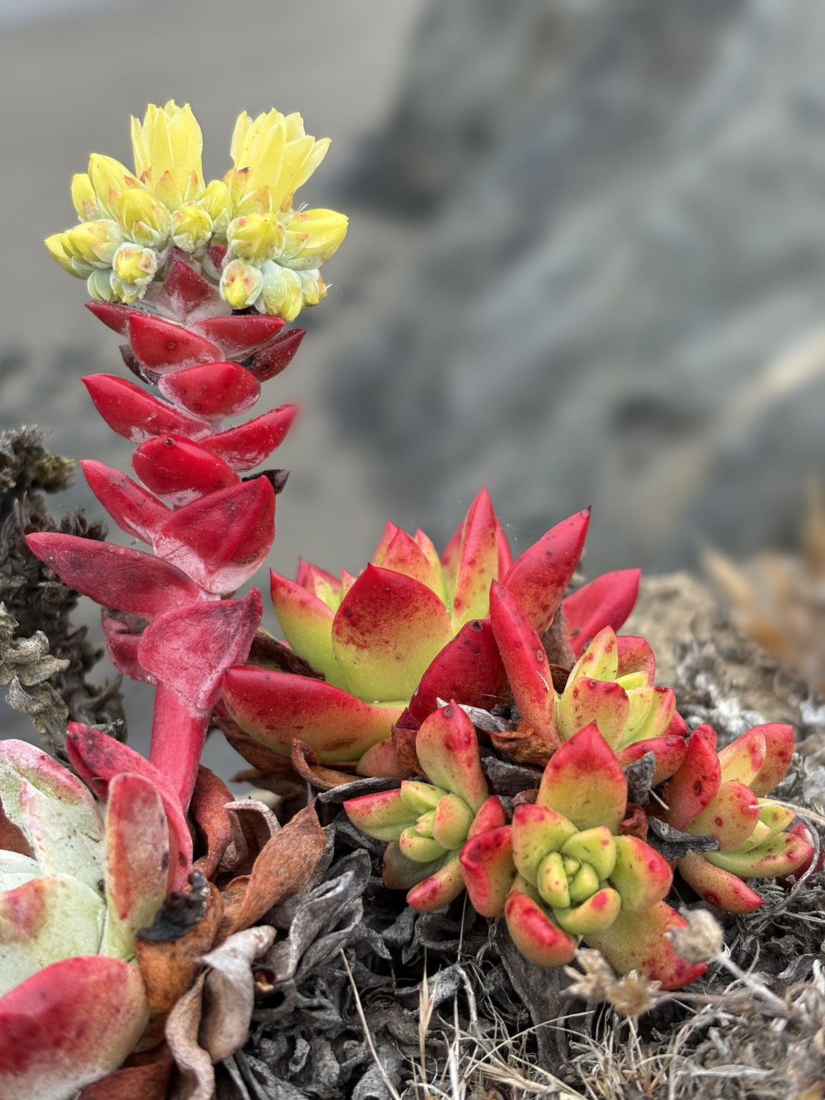 Red and green coastal succulent with yellow blossoms against softly blurred coastal scenery