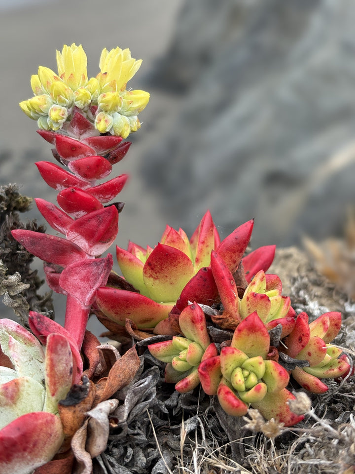Red and green coastal succulent with yellow blossoms against softly blurred coastal scenery
