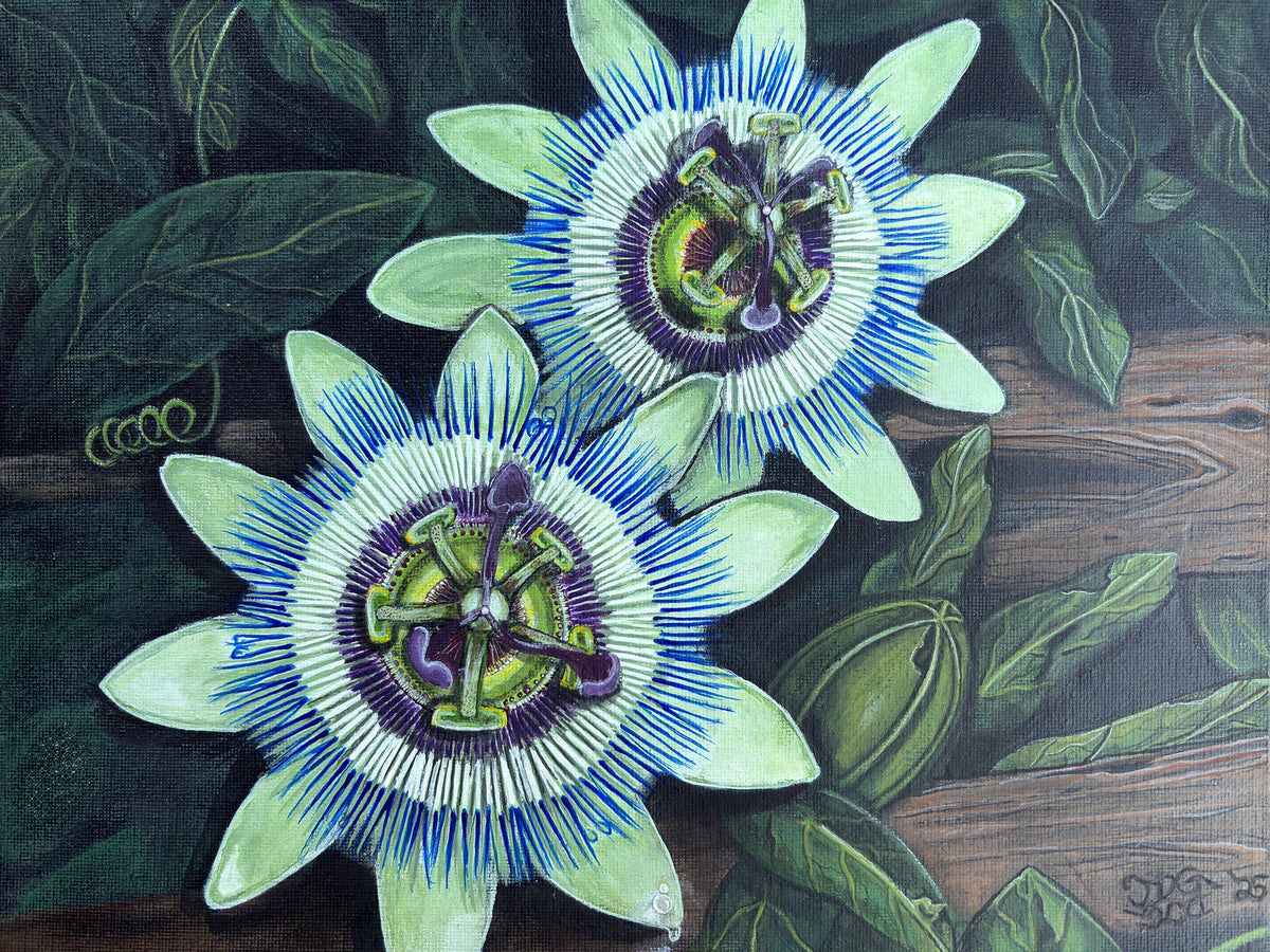 Two pale green passion flowers with blue-and-white filaments, violet centers, dark leaves, and weathered wood in an original Moon Man Paints botanical artwork.