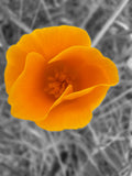 Orange poppy in color against a softly blurred black-and-white grass background