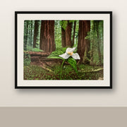 Guided by Nature shown as a black-framed Somerset Velvet fine art paper print with a light mat.