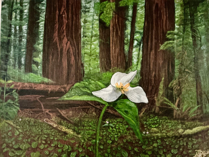 A single white trillium rising from a mossy forest floor beneath towering redwoods in an original Moon Man Paints botanical landscape.