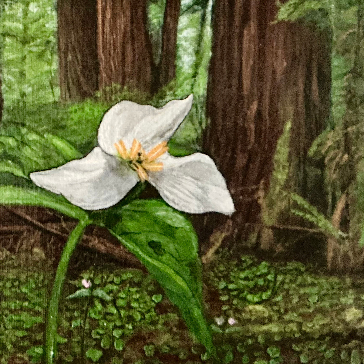 Close-up of the Redwood Trillium artwork showing the white blossom, layered forest textures, and painted detail.