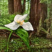 Close-up of the Redwood Trillium artwork showing the white blossom, layered forest textures, and painted detail.