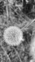 Delicate white seedhead in black and white with softly blurred surroundings