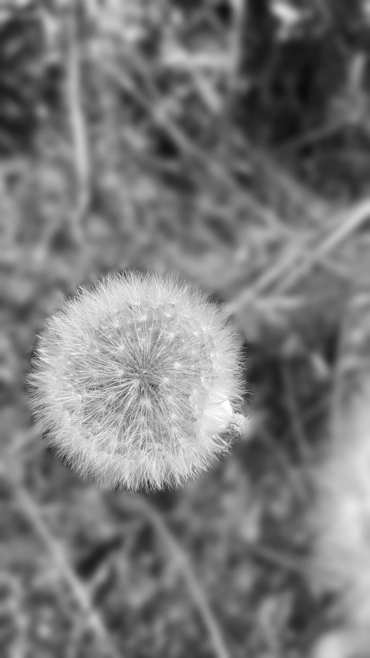 Delicate white seedhead in black and white with softly blurred surroundings