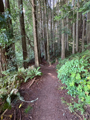 A narrow forest path winding between tall coastal redwoods and green ferns in California.