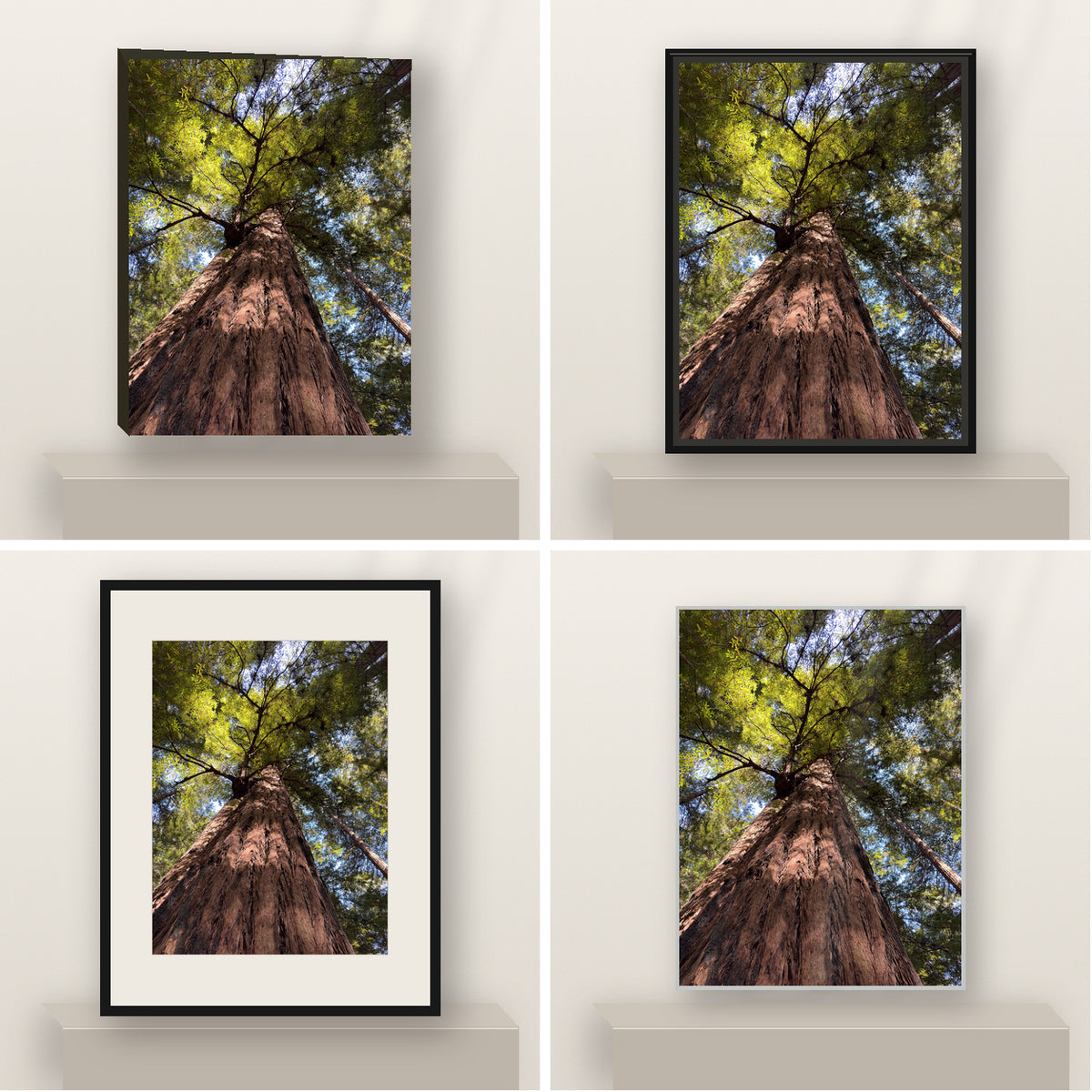 Under the Redwood Crown — California Redwoods shown in canvas, black float framed canvas, black framed fine-art paper, and glossy white metal finishes.