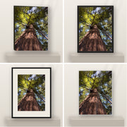 Under the Redwood Crown — California Redwoods shown in canvas, black float framed canvas, black framed fine-art paper, and glossy white metal finishes.