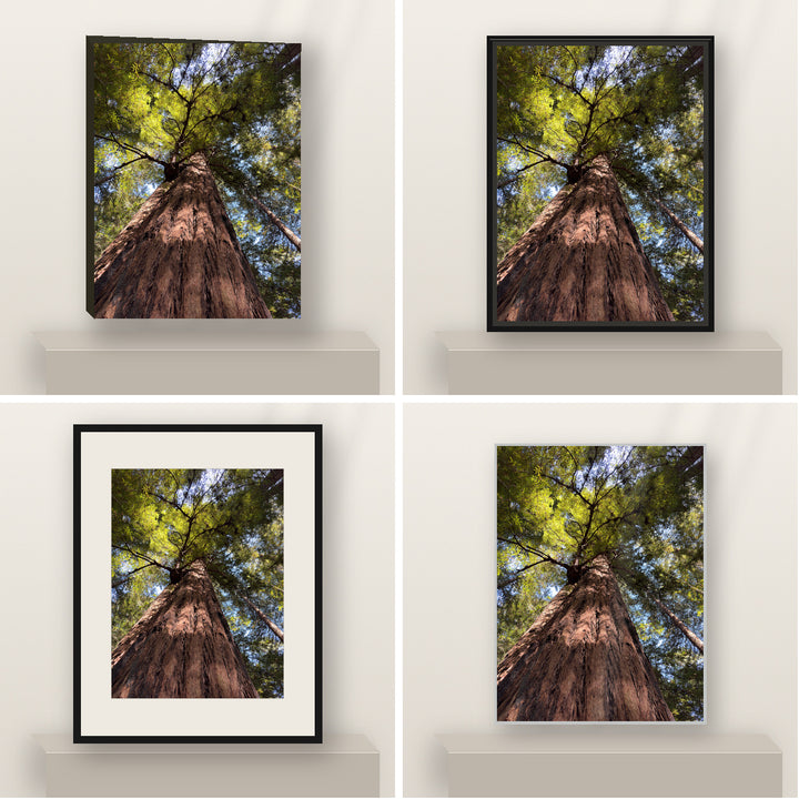 Under the Redwood Crown — California Redwoods shown in canvas, black float framed canvas, black framed fine-art paper, and glossy white metal finishes.