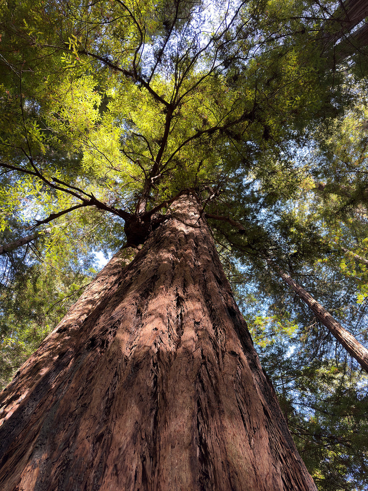 Upward view along the sunlit bark of a towering California redwood into its green canopy.
